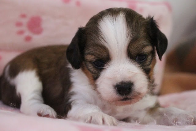 生後20日の子犬のかわいい写真です。.