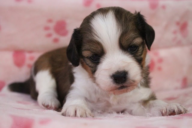 子犬のかわいい生後20日の写真.