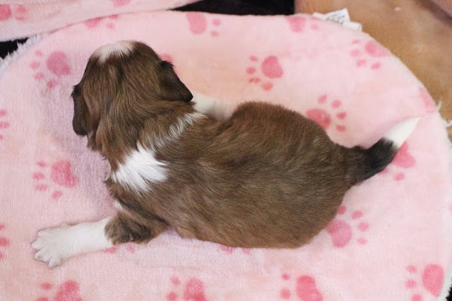 子犬がピンクのブランケットの上で横たわる様子.