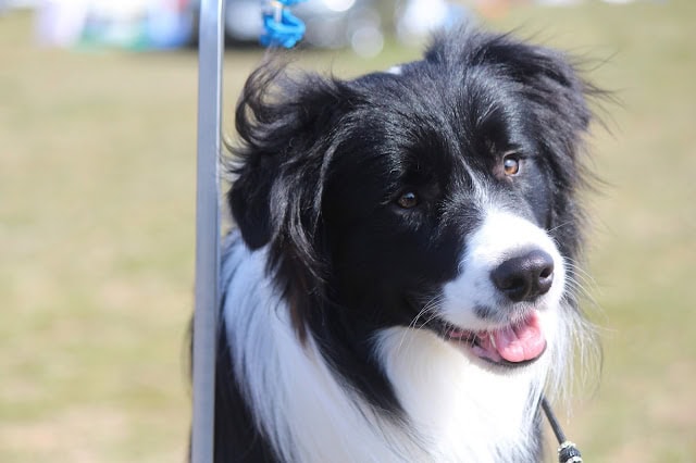 愛犬の黒白の毛色と優しい表情を捉えた画像.