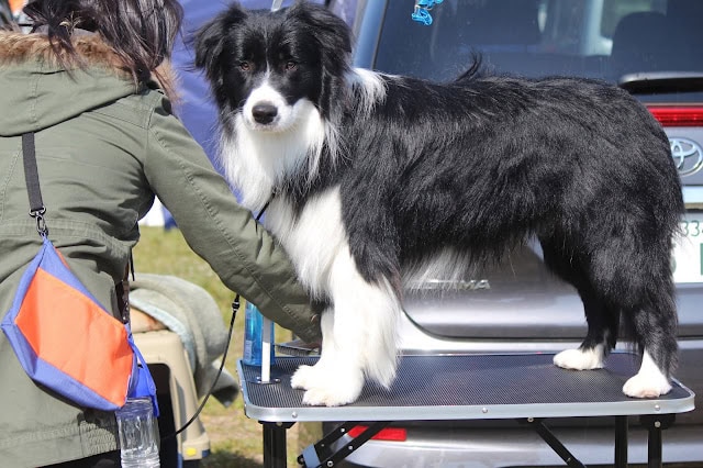 犬の品評会でのボーダーコリーの展示風景.