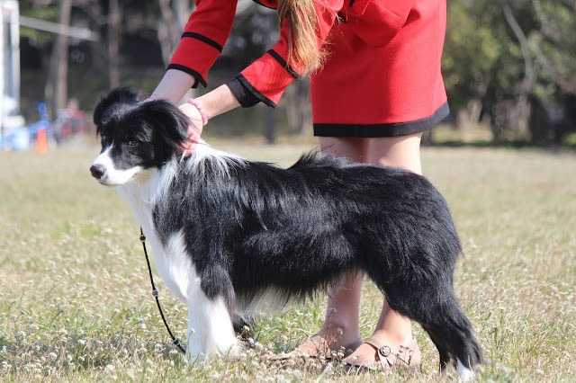 ボーダーコリーの犬が屋外で展示されている様子。.