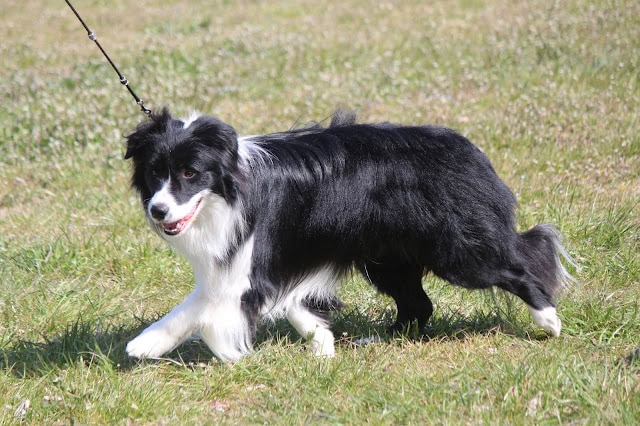 群馬県連合展でのドッグショーに出場する犬.