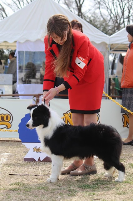 ドッグショーで展示される柴犬の子犬と女性のハンドラー.