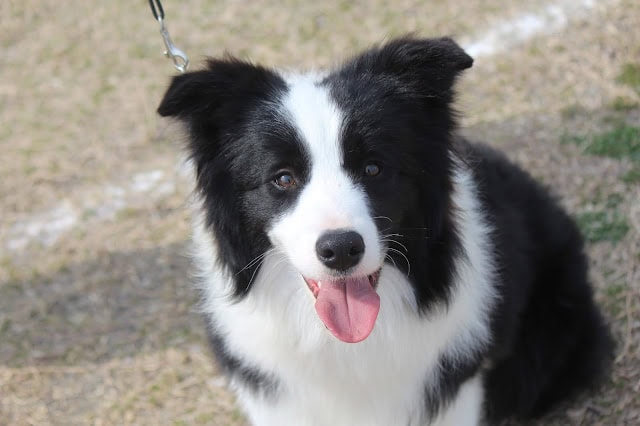 犬のアップ写真、黒白の毛色と明るい表情が特徴.