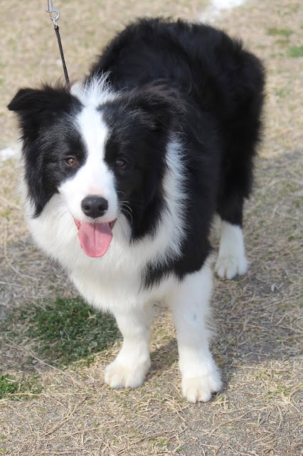 ボーダーコリー犬が外で散歩中の様子を捉えた画像です。.