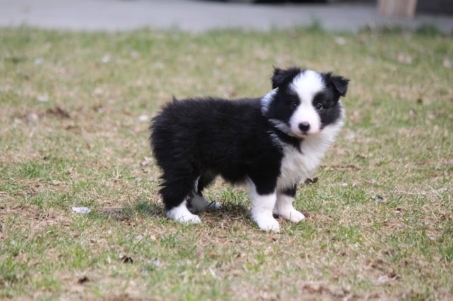 子犬のコーギーが草原で遊ぶ姿.