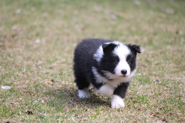 草原を走る可愛い青藍色の子犬の写真.