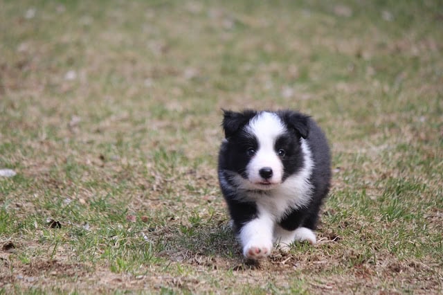 子犬が草原を走る姿.
