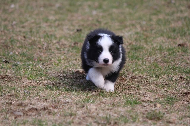 かわいいコーギーの子犬が草原を走る姿.