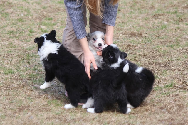 子犬と遊ぶ人の手.