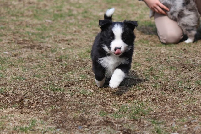 子犬が草原を走る様子.