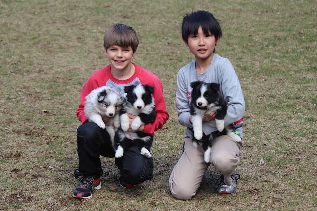 子供たちと子犬が広場で遊んでいる様子.