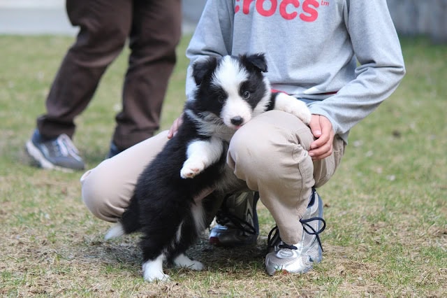 子犬と子供が屋外で遊んでいる様子を捉えた写真です。.