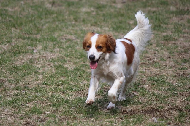 フィールドを走るかわいいジャックラッセルテリアの子犬.