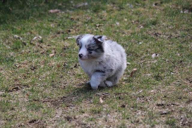 子犬の可愛い子犬が草原を歩く.