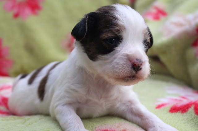 子犬のかわいい生後20日の写真です。.