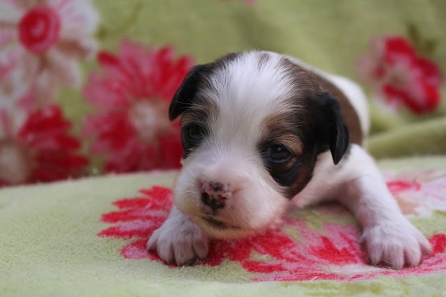 子犬のアップ写真、白と茶色の模様がかわいいです.