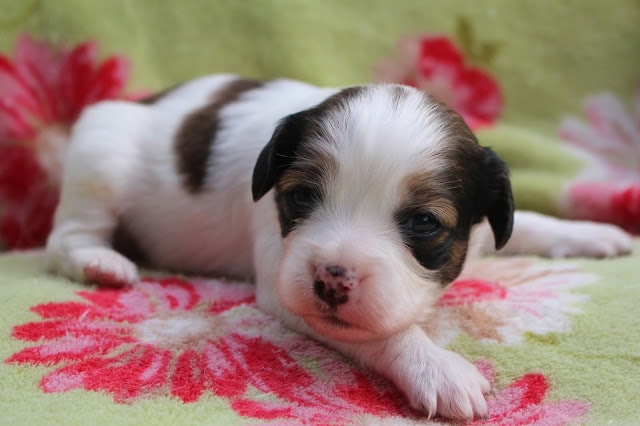 子犬のアップ写真、白と茶色の模様がかわいいです.