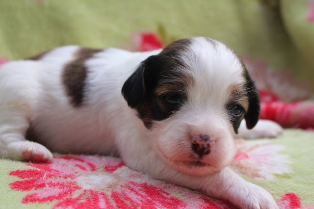 生後20日のかわいい子犬のクローズアップ写真.