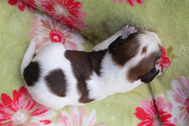 子犬の横顔と毛色の模様がはっきり見える写真.