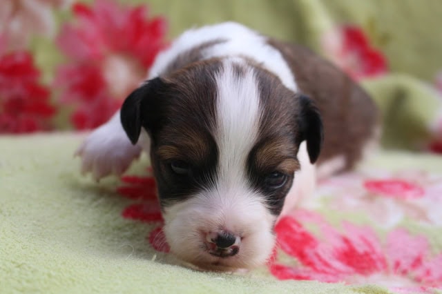 子犬のアップ写真、目を閉じて眠る姿.