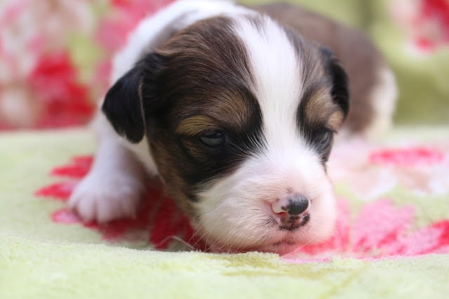 生後20日の子犬のアップ写真、目を閉じて眠そうな表情.