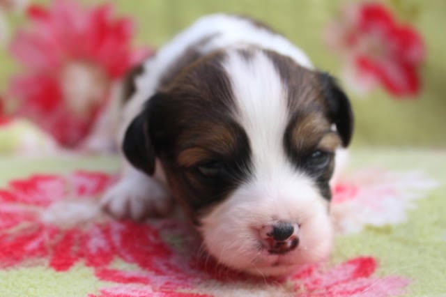 子犬のアップ写真、目を閉じて眠っている様子です。.