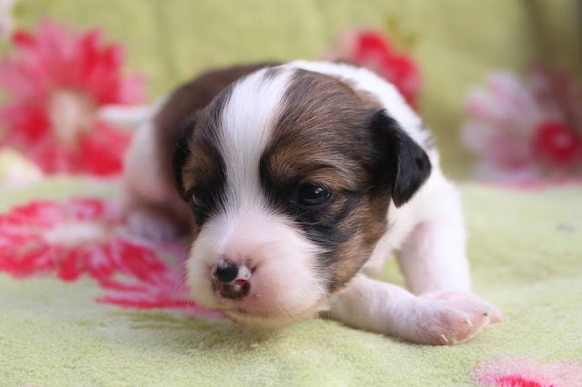 子犬のアップ写真、白と茶色の毛並みとかわいい表情.