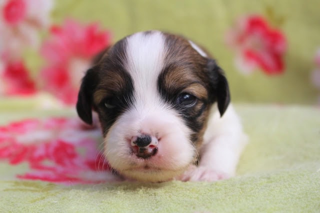 子犬のアップ写真、目を閉じて眠そうな表情.