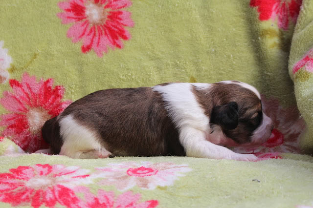 生後20日目の子犬のかわいい姿.