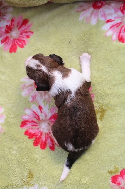 子犬の背面と毛色の詳細なクローズアップ写真.