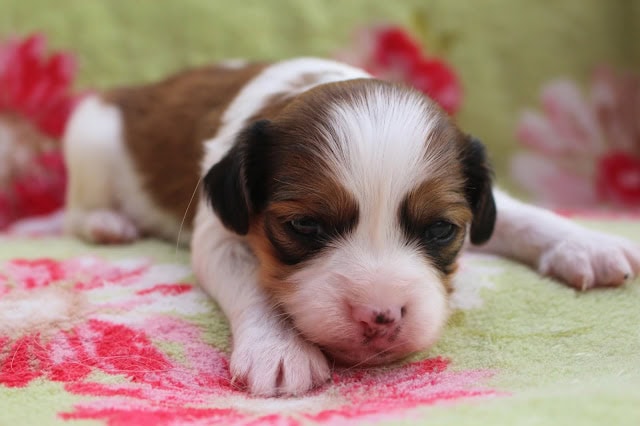 子犬のアップ写真、目を閉じて眠っている姿です。.