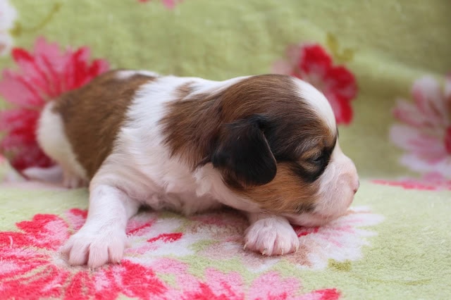 子犬の横顔とかわいい表情を捉えた写真です。.