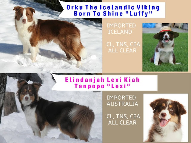 アイスランドとオーストラリアの犬種、レキシーとルフィの写真.