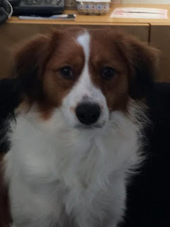 愛犬のアップ写真、優しい目とふわふわの毛並みが魅力的です.