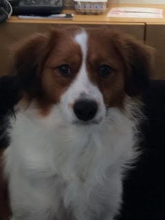 子犬の顔のアップ写真.