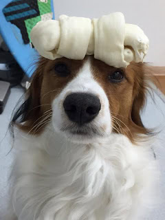 犬がバナナの皮を頭に乗せて遊んでいる様子.