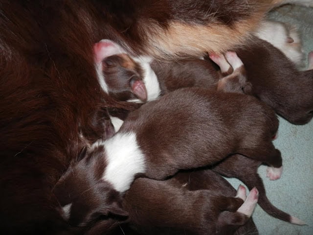 子猫たちが母猫と一緒に寝ている様子.