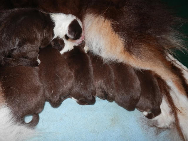 子犬たちが母親の乳を飲んでいる様子.