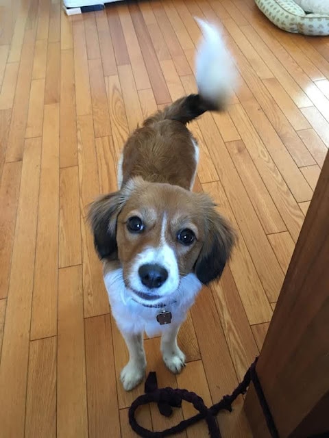 小さな犬が木製の床の上でこちらを見つめている.