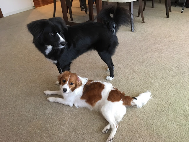 犬たちが室内でくつろいでいる様子.