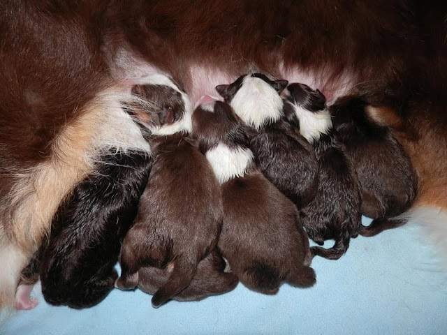 母犬の乳を飲む子犬たちのかわいい光景.