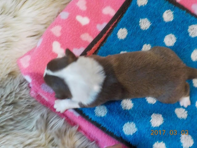 子犬がカラフルなタオルの上で寝ている様子.