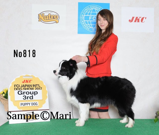 ボーダーコリーの犬と女性のドッグショー受賞者の写真.