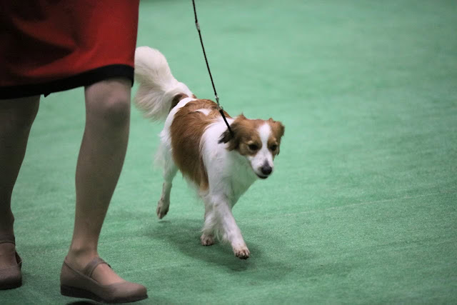 犬の歩行とジャッジの様子.