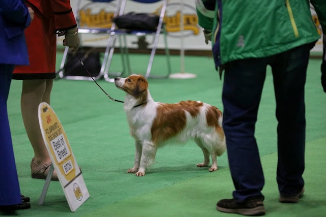 犬の展示と審査の様子.