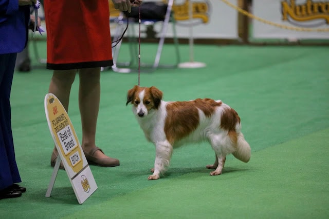犬の展示と審査が行われている会場の様子.