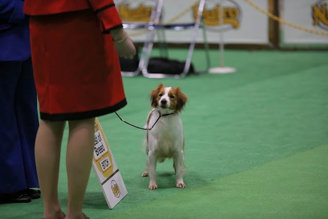 犬がリードでつながれ、ショー会場のグリーンの床の上に立っている.