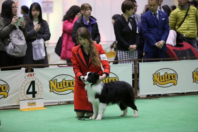 犬のショーでの女性とボーダーコリーの犬の様子.